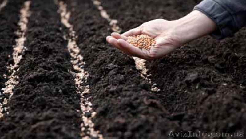  Производим закупку зерновых и масличных, цена высокая - <ro>Изображение</ro><ru>Изображение</ru> #1, <ru>Объявление</ru> #1622503