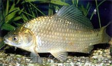 Продам карась оптом. - <ro>Изображение</ro><ru>Изображение</ru> #1, <ru>Объявление</ru> #1633977