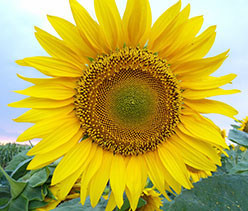 УКРАЇНСЬКЕ СОНЕЧКО (90–95 дн) - <ro>Изображение</ro><ru>Изображение</ru> #1, <ru>Объявление</ru> #1646732