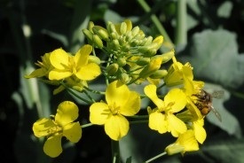 Озимий ріпак – Авентадор, ТОВ «РапсОіл», Україна - <ro>Изображение</ro><ru>Изображение</ru> #1, <ru>Объявление</ru> #1660238