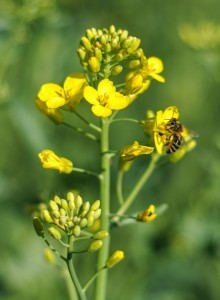 Класичний гібрид озимого ріпаку - Шелбі  - <ro>Изображение</ro><ru>Изображение</ru> #1, <ru>Объявление</ru> #1661115