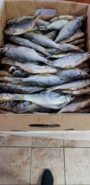 Продам вяленую и копченую рыбу в ассортименте. Опт. Чищенная, в луске, - <ro>Изображение</ro><ru>Изображение</ru> #1, <ru>Объявление</ru> #1671733