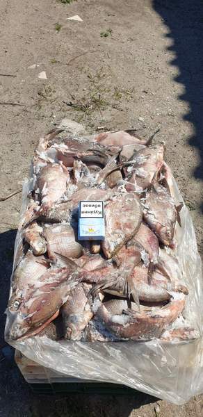 Продам речную охлажденную и с/м рыбу: тарань, лещ, подлещ, густеру, су - <ro>Изображение</ro><ru>Изображение</ru> #1, <ru>Объявление</ru> #1533814