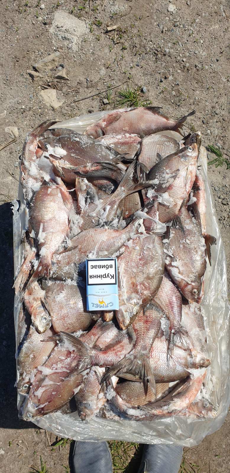 рыба, риба, толстолоб, толстолобик, тарань, лещ, лящ, густера - <ro>Изображение</ro><ru>Изображение</ru> #1, <ru>Объявление</ru> #1717229