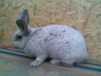 Кролики в Одессе - <ro>Изображение</ro><ru>Изображение</ru> #3, <ru>Объявление</ru> #15960