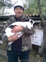 Кролики в Одессе - <ro>Изображение</ro><ru>Изображение</ru> #1, <ru>Объявление</ru> #15960