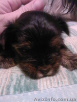 щенки йоркширского терьера. - <ro>Изображение</ro><ru>Изображение</ru> #1, <ru>Объявление</ru> #11046