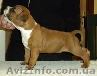 Продаются щенки ам стафф терьера - <ro>Изображение</ro><ru>Изображение</ru> #1, <ru>Объявление</ru> #20291