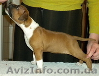 Продаются щенки ам стафф терьера - <ro>Изображение</ro><ru>Изображение</ru> #2, <ru>Объявление</ru> #20291