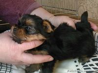 щенки йоркширского терьера. - <ro>Изображение</ro><ru>Изображение</ru> #3, <ru>Объявление</ru> #11046