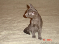 продажа ориентальных котят - <ro>Изображение</ro><ru>Изображение</ru> #2, <ru>Объявление</ru> #55931