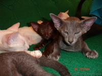 продажа ориентальных котят - <ro>Изображение</ro><ru>Изображение</ru> #4, <ru>Объявление</ru> #55931