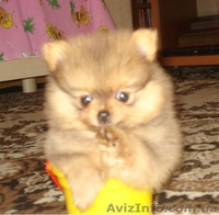 Померанский шпиц. Продажа. - <ro>Изображение</ro><ru>Изображение</ru> #3, <ru>Объявление</ru> #68495