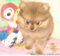 Померанский шпиц. Продажа. - <ro>Изображение</ro><ru>Изображение</ru> #1, <ru>Объявление</ru> #68495