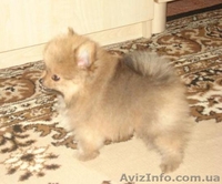 Померанский шпиц. Продажа. - <ro>Изображение</ro><ru>Изображение</ru> #2, <ru>Объявление</ru> #68495