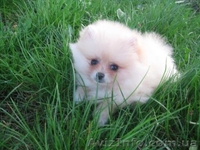 Померанский шпиц Щенки/. - <ro>Изображение</ro><ru>Изображение</ru> #1, <ru>Объявление</ru> #78805