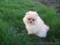Померанский шпиц Щенки/. - <ro>Изображение</ro><ru>Изображение</ru> #2, <ru>Объявление</ru> #78805