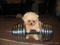 Померанский шпиц Щенки/. - <ro>Изображение</ro><ru>Изображение</ru> #3, <ru>Объявление</ru> #78805