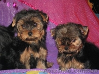 .Йоркширский терьер. - <ro>Изображение</ro><ru>Изображение</ru> #1, <ru>Объявление</ru> #88052