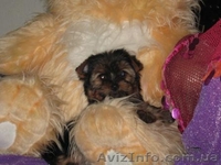 .Йоркширский терьер. - <ro>Изображение</ro><ru>Изображение</ru> #2, <ru>Объявление</ru> #88052