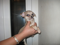  .Чихуахуа Щенки\\\\              - <ro>Изображение</ro><ru>Изображение</ru> #2, <ru>Объявление</ru> #88057