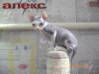  котята девон-рекс с волнистой шерстью - <ro>Изображение</ro><ru>Изображение</ru> #3, <ru>Объявление</ru> #91274