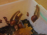 УЛИТКИ ГИГАНТСКИЕ АФРИКАНСКИЕ СУХОПУТНЫЕ ДОМАШНИЕ! - <ro>Изображение</ro><ru>Изображение</ru> #2, <ru>Объявление</ru> #105320