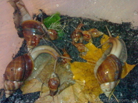 УЛИТКИ ГИГАНТСКИЕ АФРИКАНСКИЕ СУХОПУТНЫЕ ДОМАШНИЕ! - <ro>Изображение</ro><ru>Изображение</ru> #3, <ru>Объявление</ru> #105320