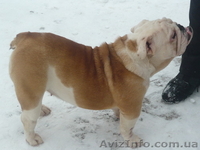 Продам английского бульдога - <ro>Изображение</ro><ru>Изображение</ru> #2, <ru>Объявление</ru> #153910