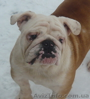 Продам английского бульдога - <ro>Изображение</ro><ru>Изображение</ru> #1, <ru>Объявление</ru> #153910