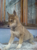 продаю щенков лайки - <ro>Изображение</ro><ru>Изображение</ru> #2, <ru>Объявление</ru> #133241