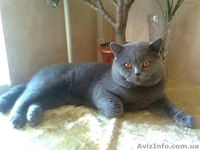 ЖЕНЮСЬ НА КОШЕЧКЕ БРИТАНКЕ! - <ro>Изображение</ro><ru>Изображение</ru> #1, <ru>Объявление</ru> #174804