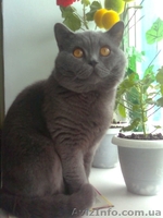 ЖЕНЮСЬ НА КОШЕЧКЕ БРИТАНКЕ! - <ro>Изображение</ro><ru>Изображение</ru> #2, <ru>Объявление</ru> #174804