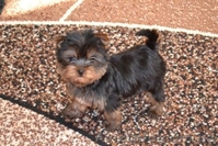 Щенки йоркширского терьера супер-мини - <ro>Изображение</ro><ru>Изображение</ru> #2, <ru>Объявление</ru> #196547