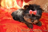 Щенки йоркширского терьера супер-мини - <ro>Изображение</ro><ru>Изображение</ru> #3, <ru>Объявление</ru> #196547