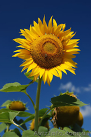 ОРИГИНАЛЬНЫЕ семена PIONEER - <ro>Изображение</ro><ru>Изображение</ru> #2, <ru>Объявление</ru> #234668