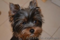 Элитные щеночки йоркширского терьера шоу класса. - <ro>Изображение</ro><ru>Изображение</ru> #2, <ru>Объявление</ru> #249800