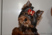 Элитные щеночки йоркширского терьера шоу класса. - <ro>Изображение</ro><ru>Изображение</ru> #1, <ru>Объявление</ru> #249800