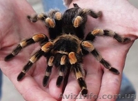 Экзотические пауки-птицееды !!! - <ro>Изображение</ro><ru>Изображение</ru> #3, <ru>Объявление</ru> #281805