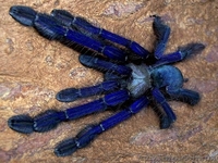 Экзотические пауки-птицееды !!! - <ro>Изображение</ro><ru>Изображение</ru> #2, <ru>Объявление</ru> #281805