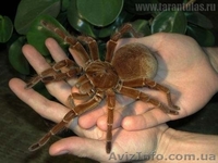 Экзотические пауки-птицееды !!! - <ro>Изображение</ro><ru>Изображение</ru> #1, <ru>Объявление</ru> #281805