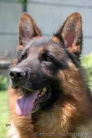 Перспективные щенки для племенного разведения - <ro>Изображение</ro><ru>Изображение</ru> #1, <ru>Объявление</ru> #319383