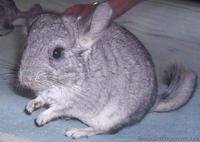Продам Шиншилл окрас стандарт - <ro>Изображение</ro><ru>Изображение</ru> #1, <ru>Объявление</ru> #351673