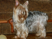 йоркширский терьер.." - <ro>Изображение</ro><ru>Изображение</ru> #1, <ru>Объявление</ru> #453397