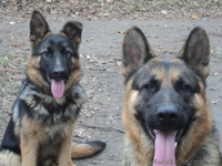 Трансцендентальный - <ro>Изображение</ro><ru>Изображение</ru> #1, <ru>Объявление</ru> #466632