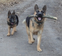 Трансцендентальный - <ro>Изображение</ro><ru>Изображение</ru> #2, <ru>Объявление</ru> #466632