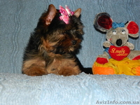 йоркширский терьер.." - <ro>Изображение</ro><ru>Изображение</ru> #3, <ru>Объявление</ru> #453397