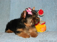 йоркширский терьер.." - <ro>Изображение</ro><ru>Изображение</ru> #2, <ru>Объявление</ru> #453397