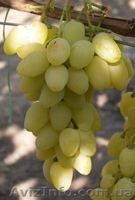 Продам первосортные саженцы винограда - <ro>Изображение</ro><ru>Изображение</ru> #2, <ru>Объявление</ru> #515168