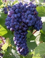 Продам первосортные саженцы винограда - <ro>Изображение</ro><ru>Изображение</ru> #3, <ru>Объявление</ru> #515168